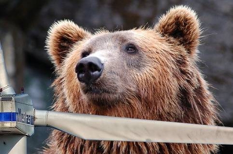 Lički medvjed bit će najveća hrvatska vjetroelektrana vrijedna pola milijarde eura